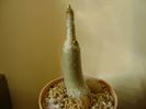 Adenium Thai socotranum "Golden Crown"