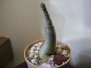 Adenium arabicum "Black Pearl"