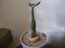 Adenium somalense