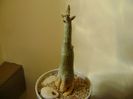 Adenium somalense