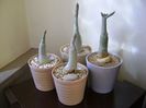 Grup de 4 Adenium