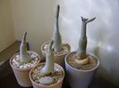 Grup de 4 Adenium
