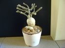 Euphorbia suzannae-marnierae
