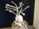 Euphorbia suzannae-marnierae