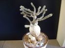 Euphorbia suzannae-marnierae