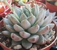 Echeveria tolimanensis "Night cloud"