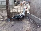 Rățoi leșesc bălțat 2018