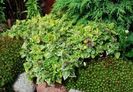 lamium-maculatum-anne-greenaway