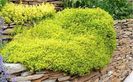 Thymus -Archers-Gold