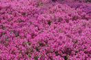 thymus serpyllum atropurpureum