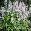 tiarella tiger stripe