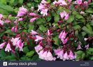 kolkwitzia-amabilis-pink-cloud-beauty-bush-pink-flowers-garden
