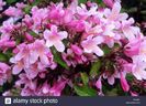kolkwitzia-amabilis-pink-cloud-beauty-bush-pink-