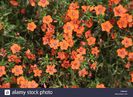 potentilla-fruticosa-sunset-close-up-of-plants-in-flower-F0RHAP