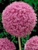 81138-pink-allium-giganteum-3 COPIATA