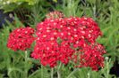 achillea paprika