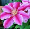 clematis-doctor-ruppel-3