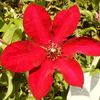 Clematis Solidarnosc