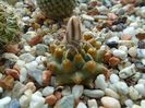 Turbinicarpus panarottoi