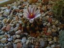 Turbinicarpus panarottoi