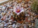 Turbinicarpus panarottoi