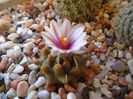 Mart. 2019: Turbinicarpus panarottoi