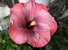 Tahitian Midnight Magic