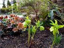 Helleborus Merlin si Orientalis