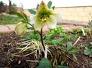 Helleborus orientalis_ dianadia