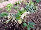 Helleborus orientalis