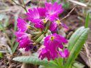 Primula denticulata