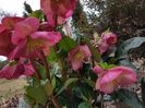 Ice N Rose
