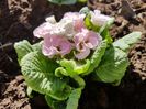 Primula
