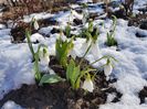 Galanthus Atkinsii