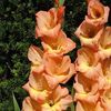 Gladiole Esta Bonita