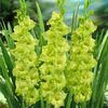 Gladiole Green Star