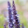 Agastache Hybrida Astello Indigo