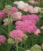 achillea saucy seduction