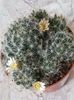 Mammillaria prolifera