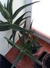 Aloe delaetii