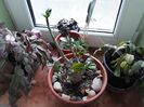 Craciunitele si adenium