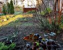 Mahonia