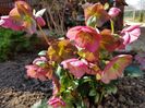 Helleborus Ice N Rose