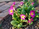 Primula acaulis