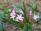 Chinodoxa Forbesii Pink Giant