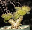 Tylecodon nolteei