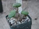 Tylecodon nolteei