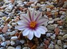 Turbinicarpus panarottoi
