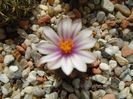Mart. 2019: Turbinicarpus panarottoi