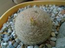 Mart. 2019: Mammillaria lasiacantha, locatie FR 758